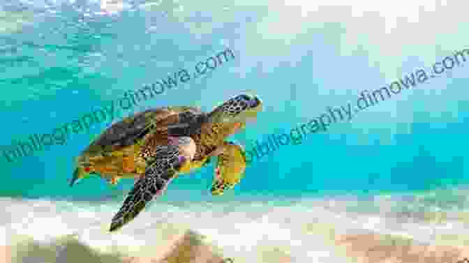 A Graceful Sea Turtle Swims Through A Tranquil Underwater Landscape A Place On The Water : An Angler S Reflections On Home