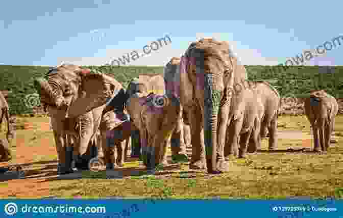 A Majestic Elephant Herd Roaming The Vast Grasslands Of Kruger National Park The Rough Guide To Game Parks Of South Africa (Travel Guide EBook)