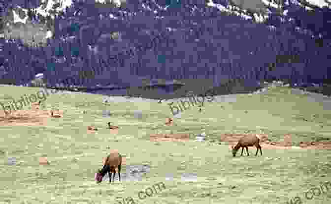 A Majestic Elk Grazing In A Meadow, With Snow Capped Peaks And A Vibrant Forest In The Background Rocky Mountain National Park: From The Travel Photo Guides IPhone App