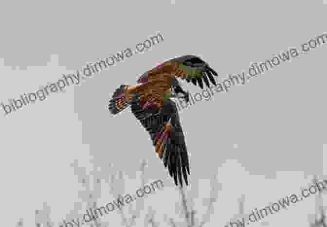 Osprey Soaring Above A River, Wings Outstretched The River Home: An Angler S Explorations