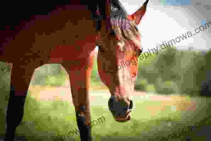 Rider And Horse Forming A Strong Bond During Training Modern Show Jumping: Winning Strategies