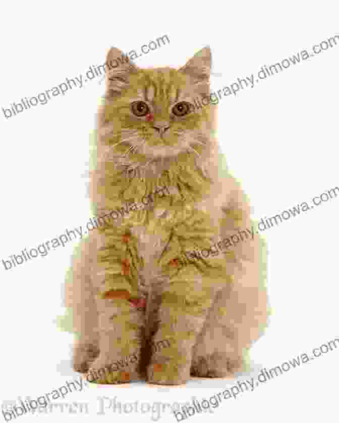 Socky, A Fluffy Ginger Cat, Sitting On A Book With A Pen In Her Paw, Writing A Haiku. Socky Writes Haiku MaryBeth Nelson